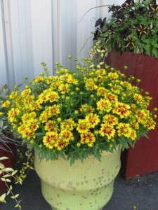 Coreopsis 'Li'l Bang Enchanted Eve' (Skagit Gardens)