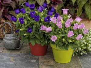 Campanula 'Appeal Pink' (Sakata) 