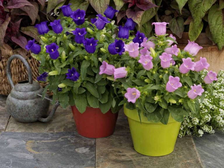 Campanula 'Appeal Pink' (Sakata) 