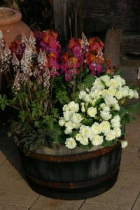 Early Spring Combo (Cultivaris)