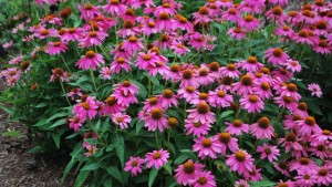 The Plant Season Is Over — What I Have Seen