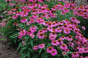 Echinacea 'PowWow Wild Berry' (Ball Seed)