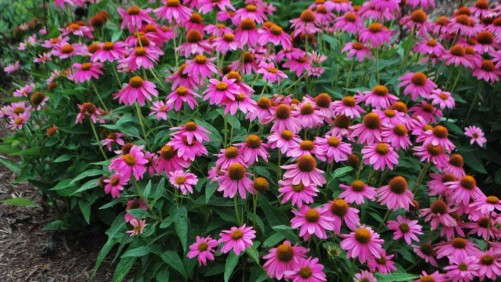 The Plant Season Is Over — What I Have Seen