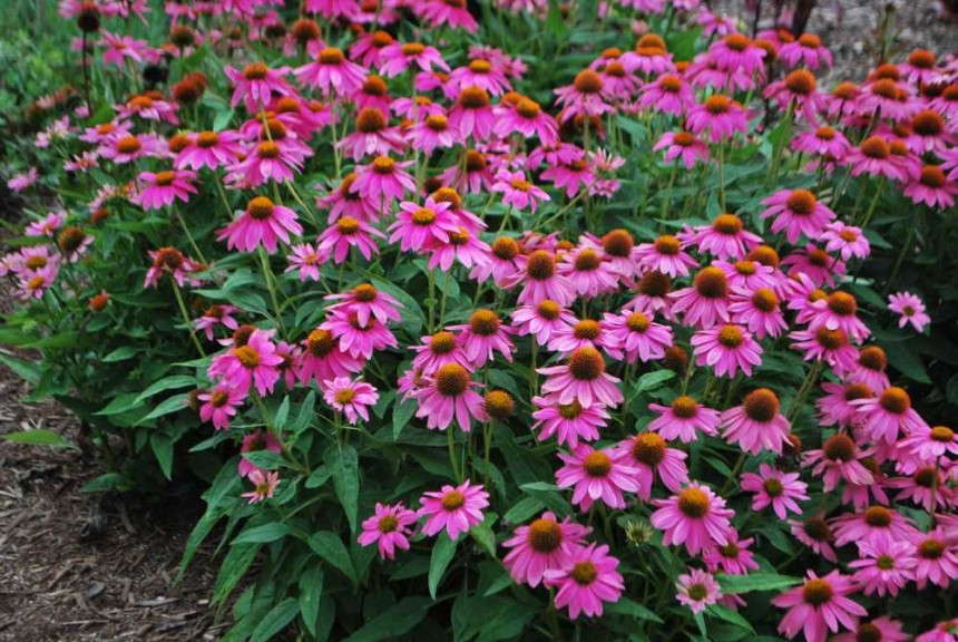 Echinacea 'PowWow Wild Berry' (Ball Seed)