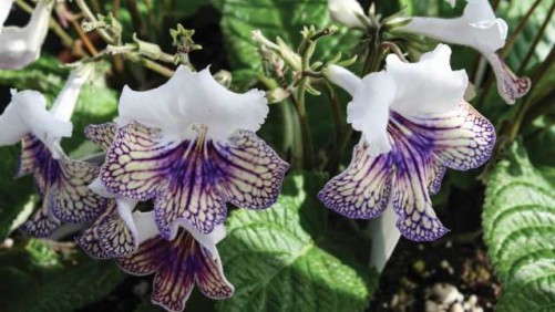 Keeping Streptocarpus Vegetative Using Ethephon