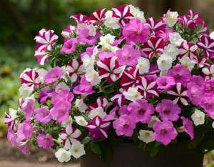 Fuseables Ooh La La (PanAmerican Seed)