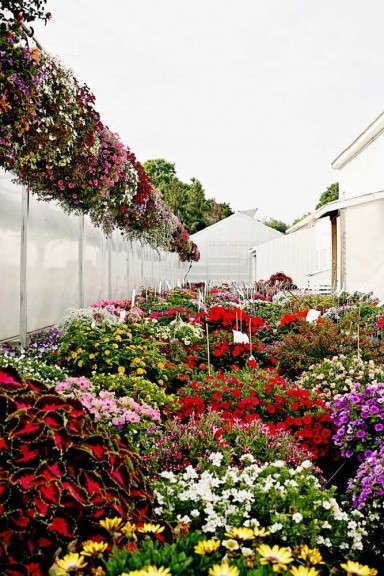 Outdoor Growing Area (Henry Mast Greenhouses)