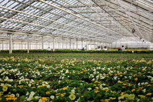 Indoor Growing Area (Henry Mast Greenhouses)