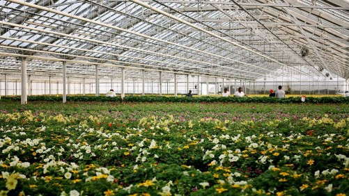 Bayer Production Ornamentals Hits The Market With 17 Products And More Coming
