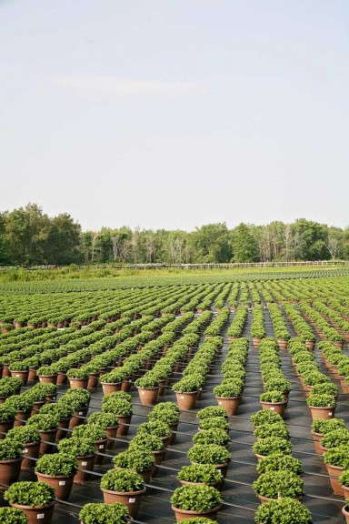 Outdoor Growing Area (Henry Mast Greenhouses)