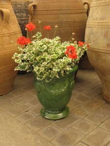 Geranium 'Glitterati Ice Queen' (Hort Couture) 