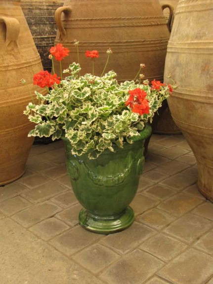 Geranium 'Glitterati Ice Queen' (Hort Couture) 