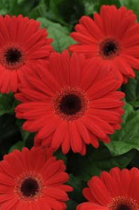 Gerbera 'Mega Revolution Red With Dark Eye' (Kieft Seed)