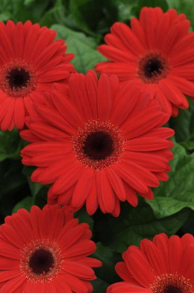 Gerbera 'Mega Revolution Red With Dark Eye' (Kieft Seed)