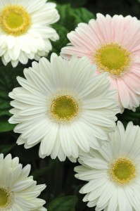 Gerbera 'Revolution White With Light Eye' (Kieft Seed)