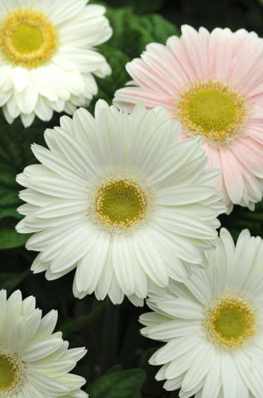 Gerbera 'Revolution White With Light Eye' (Kieft Seed)