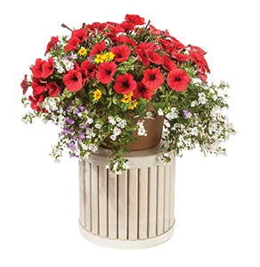 Compatible Flip Flop (Green Fuse Botanicals)