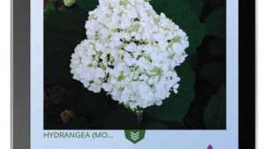 New Gardening App GrowIt Connects Community Of Gardeners In Local Areas