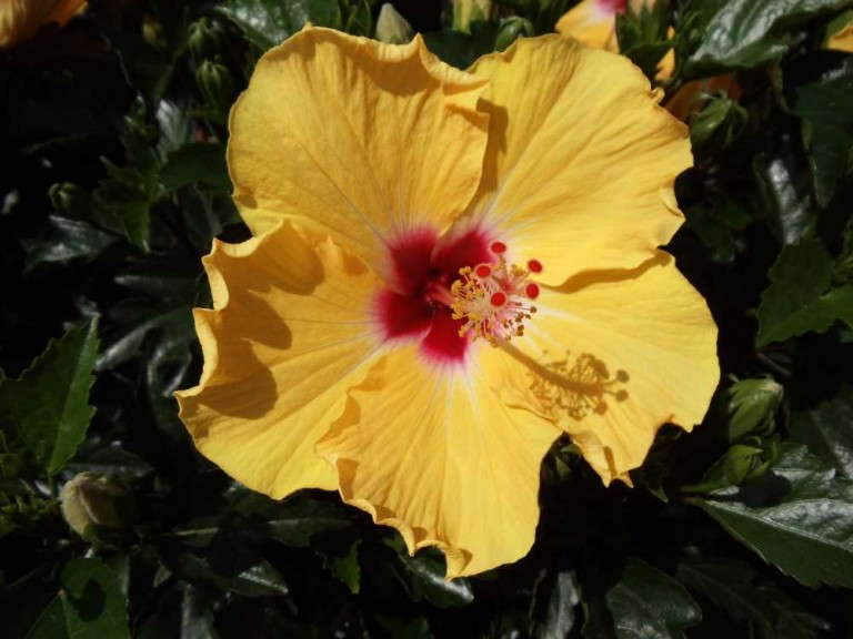 Hibiscus 'Curacao Wind' (Aris Horticulture)