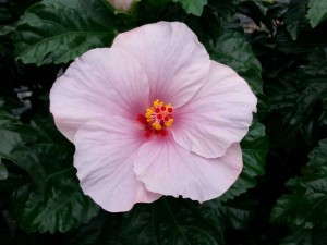 Hibiscus 'Saba Wind' (Aris Horticulture)