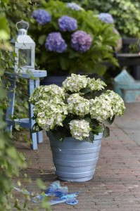 Hydrangea 'Hokomano Everlasting Noblesse' (Plants Nouveau)