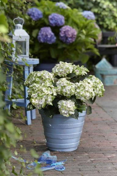 Hydrangea 'Hokomano Everlasting Noblesse' (Plants Nouveau)