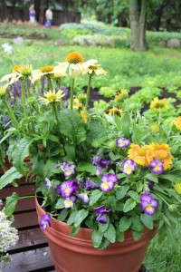 Darwin Perennials Day Combo