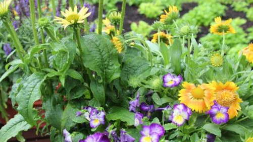 Shake Up  Combos With Perennials And  Flowering Potted Plants