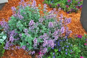 Nepeta Cat's Meow (Proven Winners)