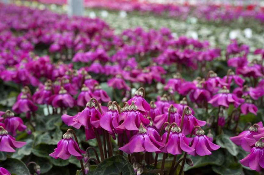 Petticoat Cyclamens (Schoneveld)