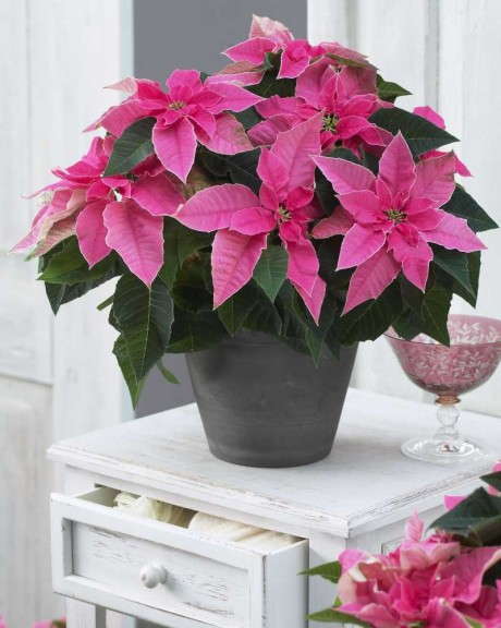 Euphorbia 'Princettia Hot Pink' (Suntory Flowers)