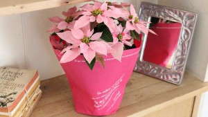 Suntory Flowers Partners With Dümmen Group For New Princettia Euphorbia Rooting Network