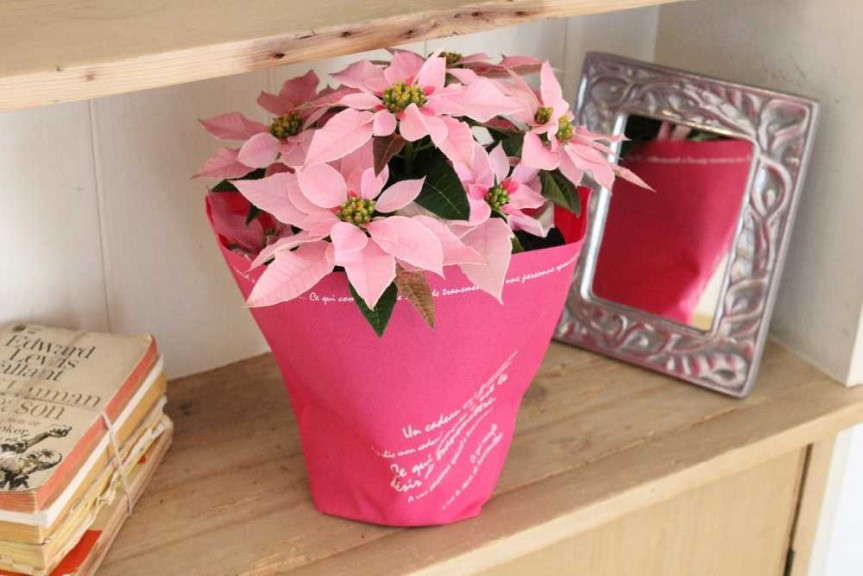Euphorbia 'Princettia Pink' (Suntory Flowers)