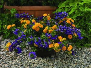 Kwik Kombos Blue Lightning Mix (Syngenta Flowers/GoldFisch Vegetative)
