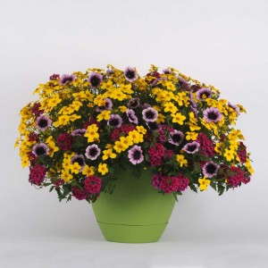 Trixi Cajun Flare (Selecta)