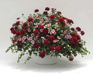 Trixi Strawberry Shortcake (Selecta)