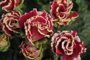 Primula 'Valentines Day' (Hort Couture)