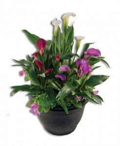 Calla Lily Combo Pot (Golden State Bulb) 