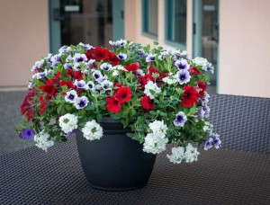 Friendly Fusion Perfect Union (HGTV Home Plant Collection)