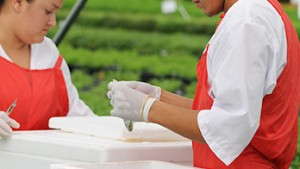 Ball FloraPlant’s Las Limas Facility Provides Growers With Clean Stock And Nicaragua With Jobs