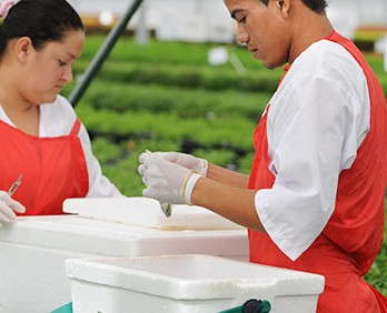 Ball FloraPlant’s Las Limas Facility Provides Growers With Clean Stock And Nicaragua With Jobs