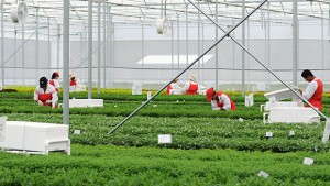 Ball FloraPlant Eliminates Neonicotinoid Use On Its Offshore Cuttings Farms
