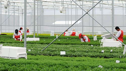 Ball FloraPlant Eliminates Neonicotinoid Use On Its Offshore Cuttings Farms