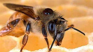 New Biochemical Miticide Is Designed To Combat Varroa Mites In Beehives