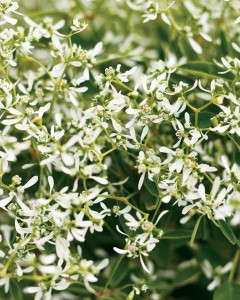 6. Diamond Frost® Euphorbia