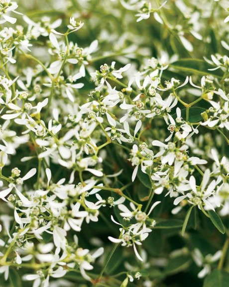 6. Diamond Frost® Euphorbia