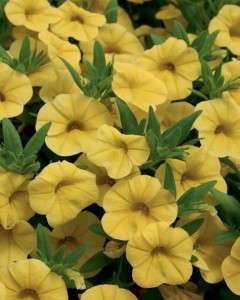 9. Superbells® Yellow Calibrachoa