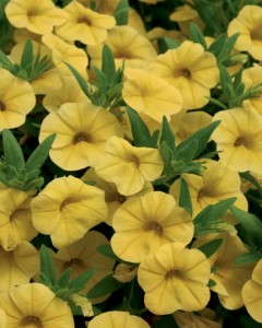 9. Superbells® Yellow Calibrachoa