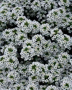 14. Snow Princess® Lobularia