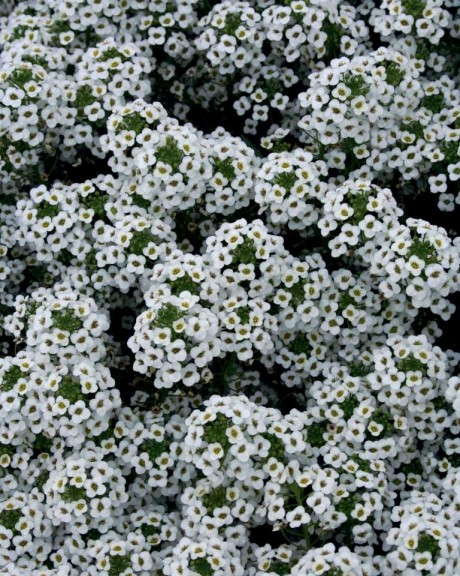 14. Snow Princess® Lobularia